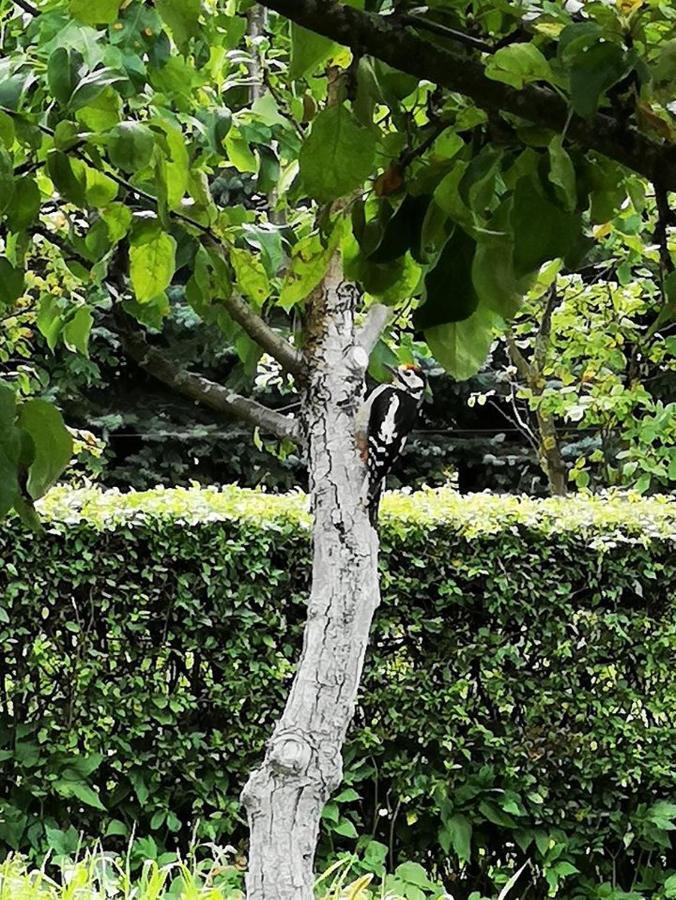 Dylewianka Villa Wysoka Wies Ngoại thất bức ảnh